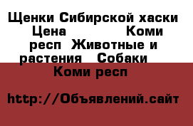 Щенки Сибирской хаски › Цена ­ 10 000 - Коми респ. Животные и растения » Собаки   . Коми респ.